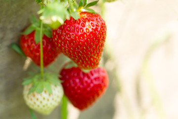 ripe fresh strawberries on wooden background, close up