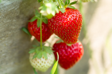 ripe fresh strawberries on wooden background, close up