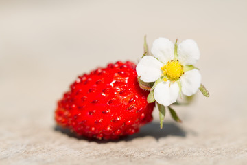 ripe fresh wild strawberries on wooden background, close up