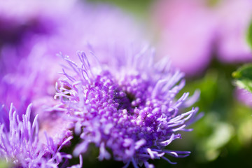 beautiful ageratum closeup on a green meadow