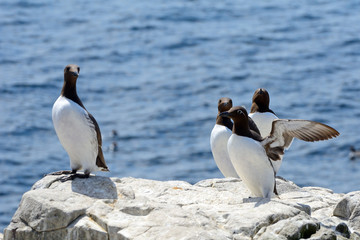 Guillemots, Farne Islands Nature Reserve, England