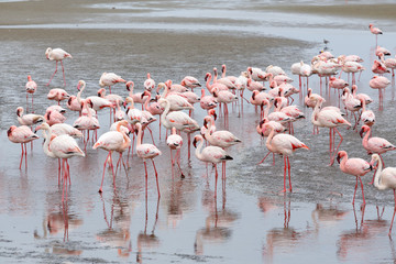 Fototapeta premium Kolonia Rosy Flamingo w Walvis Bay Namibia