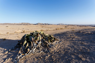 Welwitschia mirabilis, Amazing desert plant, living fossil