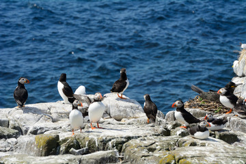 Atlantic puffins, Farne Islands Nature Reserve, England