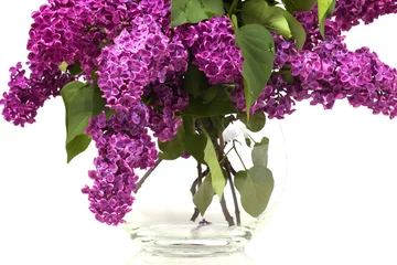 Foto op Plexiglas Sering fel paars lenteboeket van lila in een glazen bakje