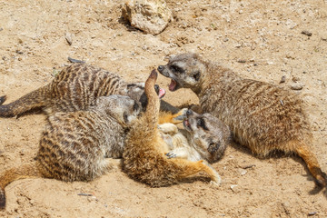 Fototapeta premium Suricatos jugando en la arena. Suricata suricatta.