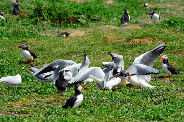 Puffin attacked by gulls, Farne Islands Nature Reserve, England
