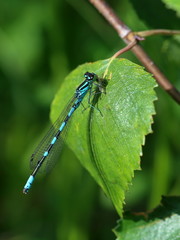 Enallagma cyathigerum. Dragonfly close up