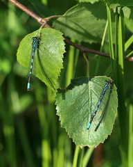 Dragonfly of Enallagma cyathigerum