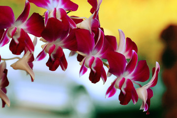 red maroon flowers orchid macro green background