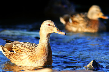 landscape wildlife duck drakes