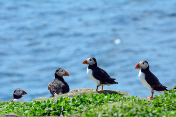 Atlantic puffins, Farne Islands Nature Reserve, England