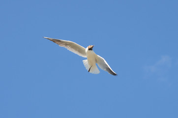 Fototapeta premium Танцующая птица