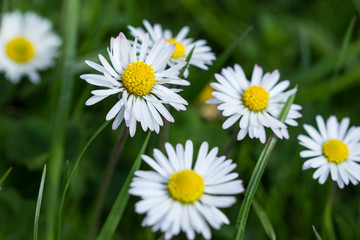 Obraz premium Annual daisy 