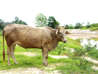 gray cow on green field river