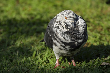 Pigeon before sleep