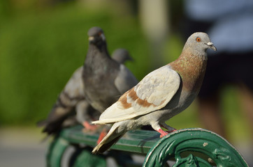 Pigeon Full Body