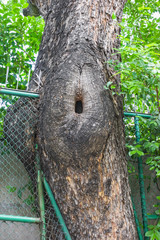 hollow with net fence