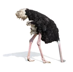 Fotobehang Struisvogel struisvogel steekt kop in het zand en negeert problemen