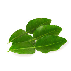 Kaffir lime leaves on white background
