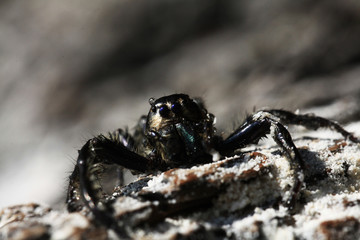 macro insects in nature