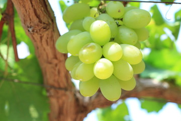 Green grapes on vine sunset time