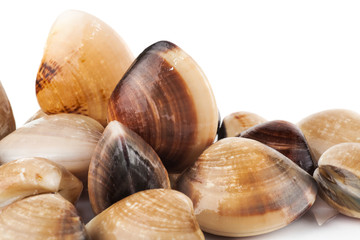 enamel venus shell on a white background