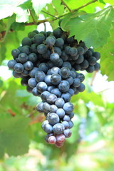 Green grapes on vine sunset time