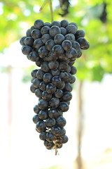  grapes on vine sunset time