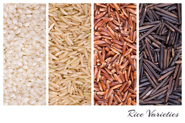 Rice varieties collage