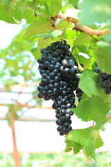 Grapes on vine sunset time