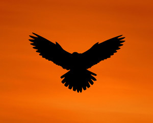 The silhouette of an eagle in the sky.