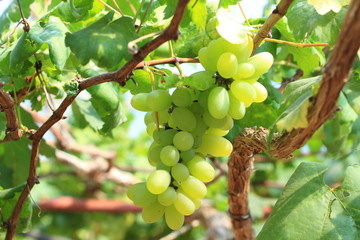 bunch of ripe and juicy green grapes close-up