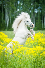 Obraz na płótnie Canvas Beautiful white shetland pony rearing up on the field with yellow flowers