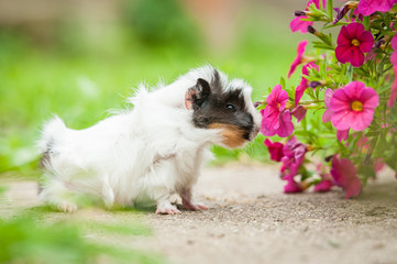 Guinea pig sniffing a flower