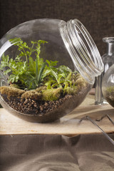 Terrarium, a hand with a tweezer making of bottle terrarium plant green house