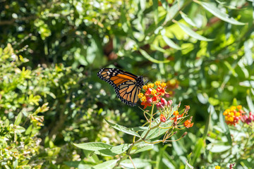 Monarch Butterfly