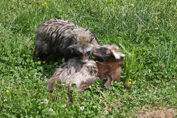 Spielende Marderhunde