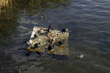Teichrallen auf einer Betonplatte in einem See