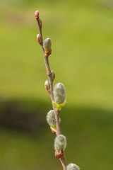 pussy-willow
