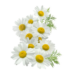 Chamomile flower vertical group left isolated on white