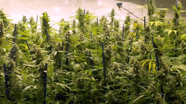 Pan Across Large Marijuana Buds on Plants of Indoor Garden