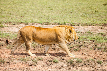 lion in wild