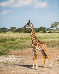 Giraffe