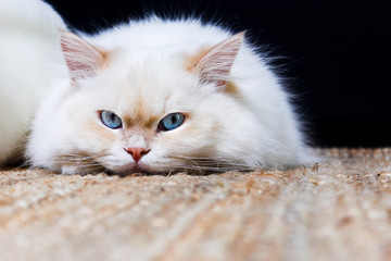 Katze liegt auf einem Teppich