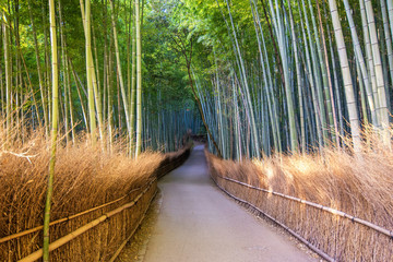 The Arashiyama Bamboo Grove of Kyoto, Japan. © martinhosmart083