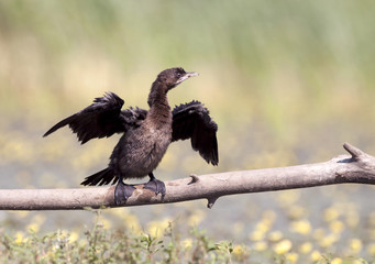 Cormorant