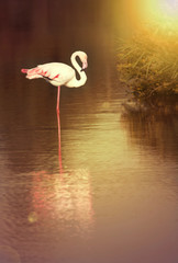 Beautiful flamingo in sunrise