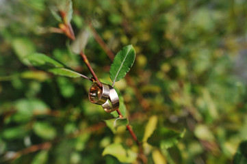 wedding rings on a piece of bush