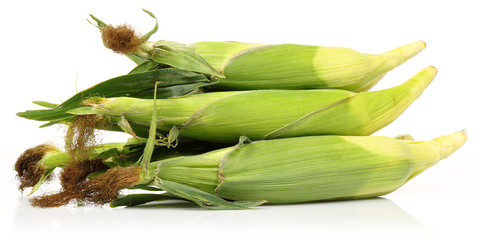 corn in cob © mates